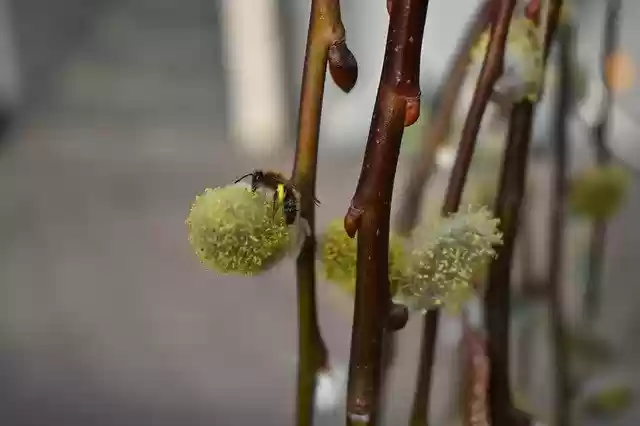 Free download Close Up Bee Nature -  free photo or picture to be edited with GIMP online image editor