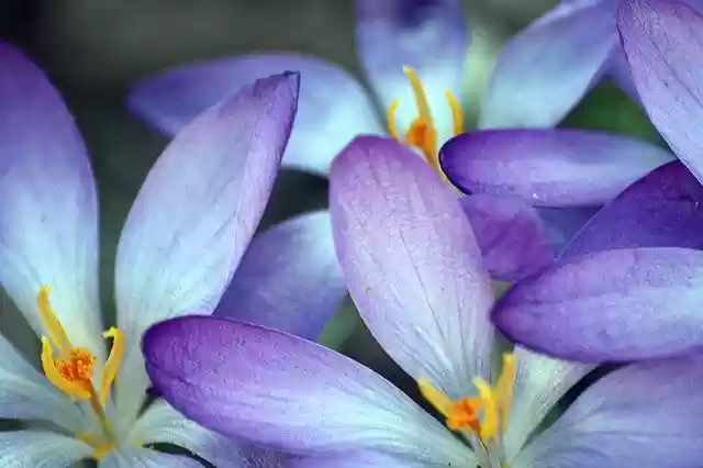 Free download Close Up Crocus Blossom -  free photo or picture to be edited with GIMP online image editor