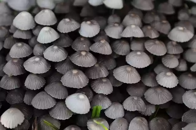 Free download Closeup Fungi Fungus -  free photo or picture to be edited with GIMP online image editor
