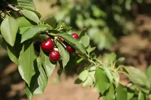Free download Close Up Of Cherries On Tree -  free photo or picture to be edited with GIMP online image editor