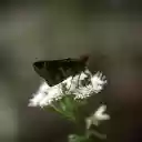 Close up of Moth Pollinating on a White Flower  screen for extension Chrome web store in OffiDocs Chromium