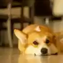 Close Up Shot of a Corgi Lying on the Floor  screen for extension Chrome web store in OffiDocs Chromium