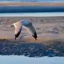 Close Up Shot of a Seagull flying  screen for extension Chrome web store in OffiDocs Chromium