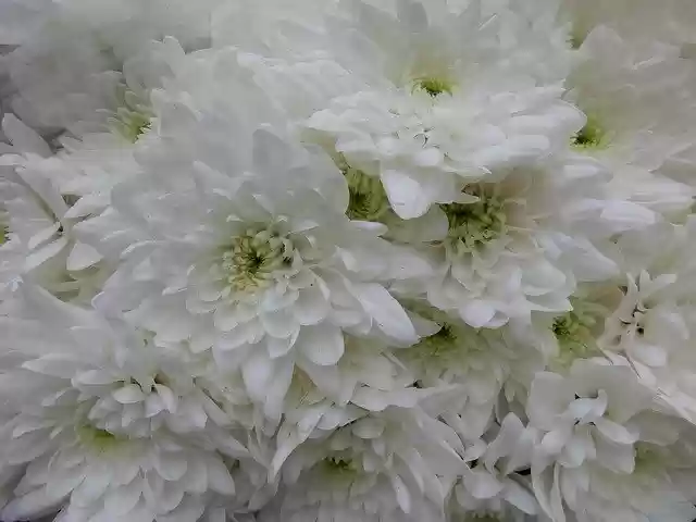 Free download Close Up Wallpaper Flower -  free free photo or picture to be edited with GIMP online image editor