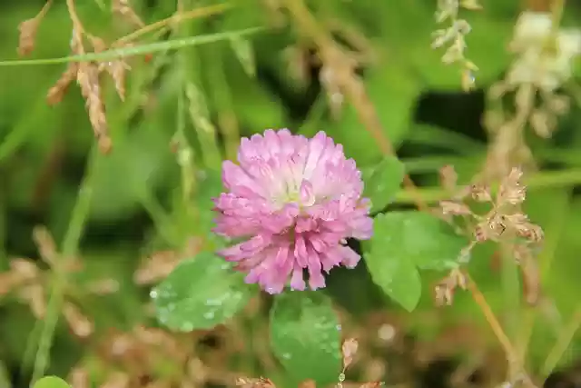 Free download clover bloom red clover grass free picture to be edited with GIMP free online image editor