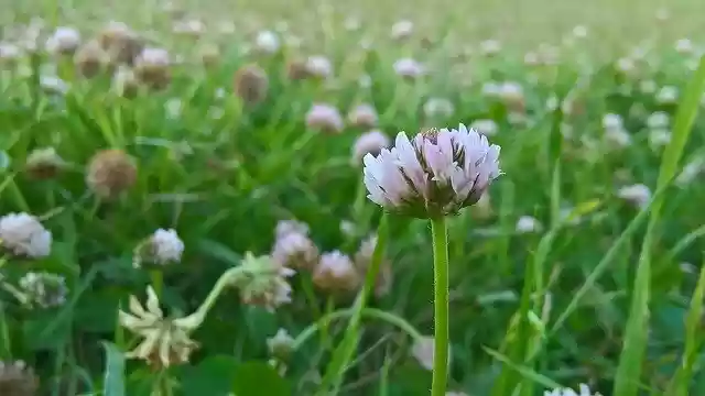 Free download Clover Flower Summer -  free photo or picture to be edited with GIMP online image editor