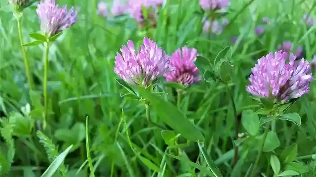 Free download Clover Pink Flower -  free photo or picture to be edited with GIMP online image editor
