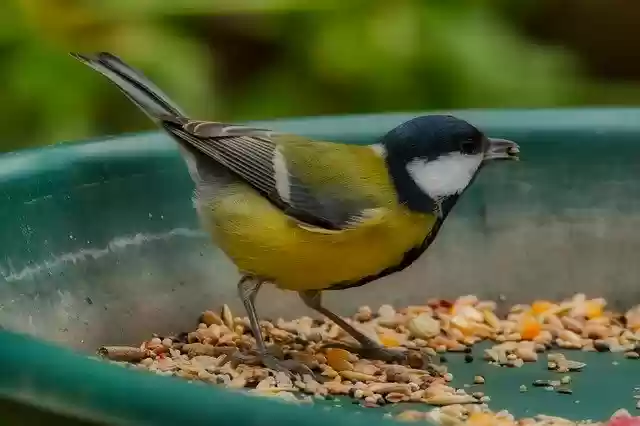 Free download Coal Tit Bird Nature -  free photo or picture to be edited with GIMP online image editor