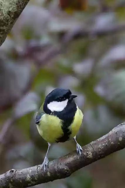 Free download coal tit titmouse bird forest free picture to be edited with GIMP free online image editor