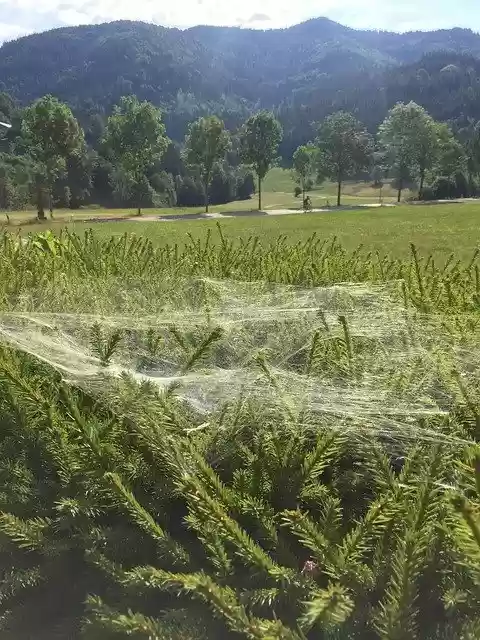 免费下载 Cobweb Nature Spider 免费照片模板，可使用 GIMP 在线图像编辑器进行编辑