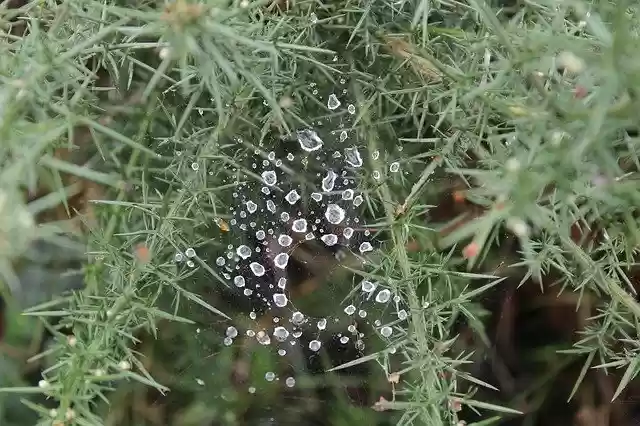 Free download Cobweb Rain Nature -  free photo or picture to be edited with GIMP online image editor
