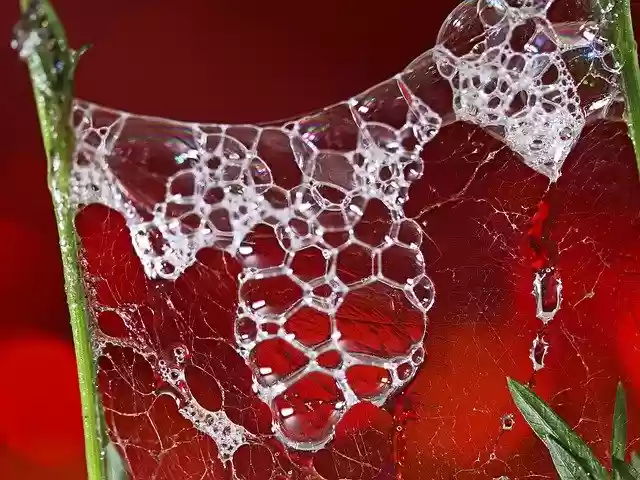 Free download Cobwebs Bubbles Grass -  free free photo or picture to be edited with GIMP online image editor