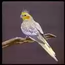 Cockatiel Wallpaper  screen for extension Chrome web store in OffiDocs Chromium