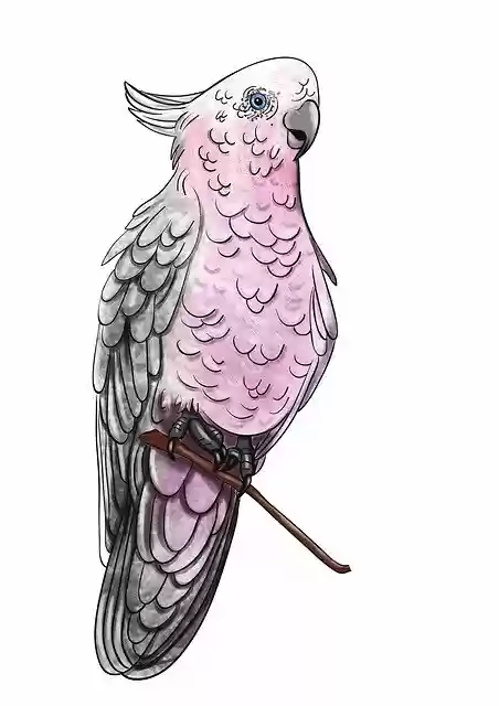 Free download Cockatoo Bird Tropical -  free illustration to be edited with GIMP free online image editor