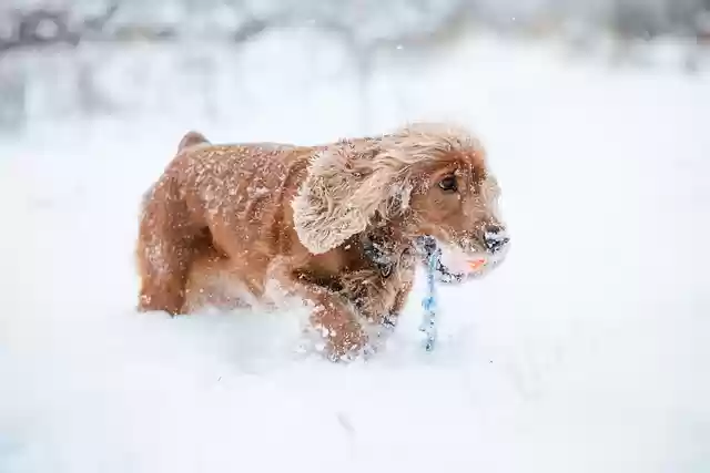Free download cocker spaniel dog snow fetch free picture to be edited with GIMP free online image editor