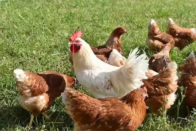 Free download Cock Hen Chicken -  free photo or picture to be edited with GIMP online image editor