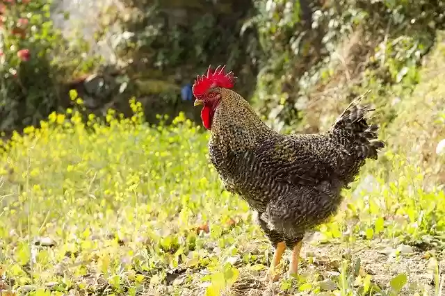 Free download Cock Rooster Male -  free photo or picture to be edited with GIMP online image editor