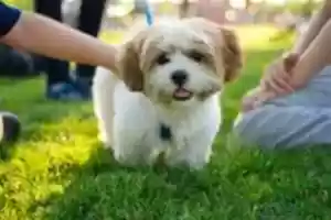 Free download Cocoa Face free photo or picture to be edited with GIMP online image editor