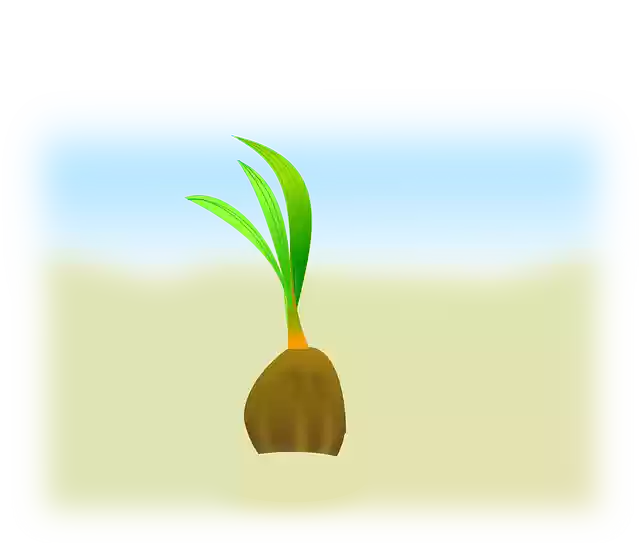Free download Coconut Sapling Seedling - Free vector graphic on Pixabay free illustration to be edited with GIMP free online image editor