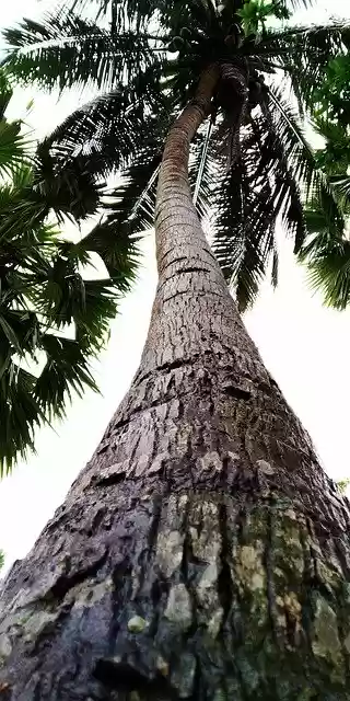 Free download Coconut Tree -  free photo or picture to be edited with GIMP online image editor