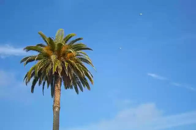 Free download Coconut Tree Beach Summer -  free photo or picture to be edited with GIMP online image editor