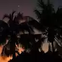 Coconut Trees and Sunset  screen for extension Chrome web store in OffiDocs Chromium