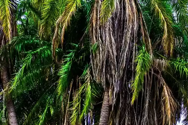 Free download Coconut Tree Seagulls -  free photo or picture to be edited with GIMP online image editor