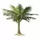 coconut tree wallpaper  screen for extension Chrome web store in OffiDocs Chromium