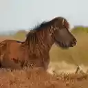 Coffee Color Horse  screen for extension Chrome web store in OffiDocs Chromium