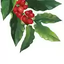 coffee fruit  screen for extension Chrome web store in OffiDocs Chromium