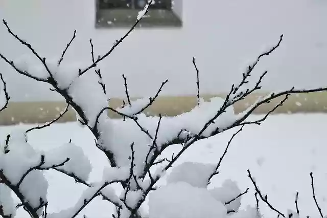 Free download Cold Bush Icy -  free free photo or picture to be edited with GIMP online image editor