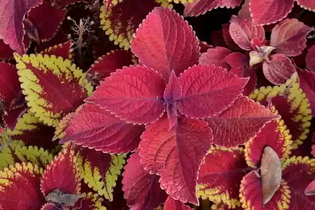 Free download Coleus Plant Flowers Flowerbed -  free free photo or picture to be edited with GIMP online image editor