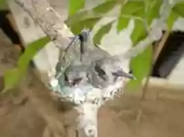 Free download colibri free photo or picture to be edited with GIMP online image editor