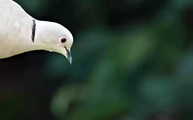 Free download collared dove bird dove animal free picture to be edited with GIMP free online image editor