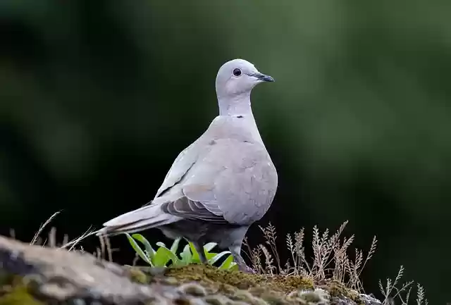 Free download collared dove dove bird animal free picture to be edited with GIMP free online image editor