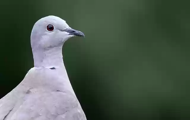 Free download collared dove dove nature bird free picture to be edited with GIMP free online image editor