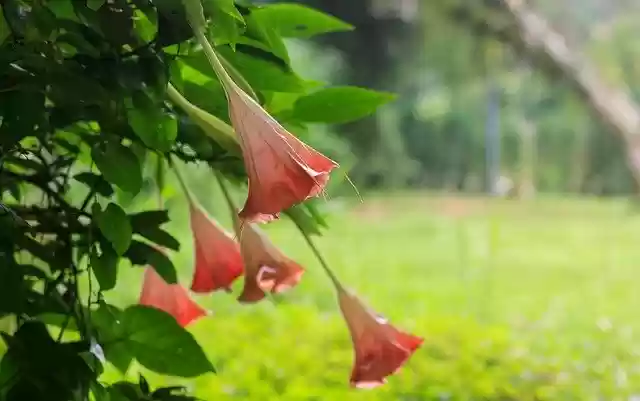 Free download Colombia Flowers Nature -  free photo or picture to be edited with GIMP online image editor