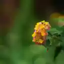 Color changing flower branch  screen for extension Chrome web store in OffiDocs Chromium