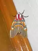 Free download Colored Bug free photo or picture to be edited with GIMP online image editor
