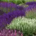 Colorful Flower Garden  screen for extension Chrome web store in OffiDocs Chromium