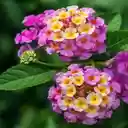 Colorful flower wallpaper  screen for extension Chrome web store in OffiDocs Chromium