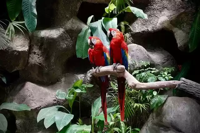 Free download Colorful Plumage Bird -  free photo or picture to be edited with GIMP online image editor