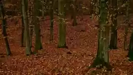 Free download Color Orange Brown -  free video to be edited with OpenShot online video editor