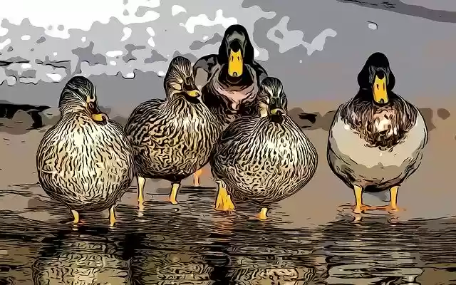 Free download Comic Birds Wild -  free illustration to be edited with GIMP free online image editor