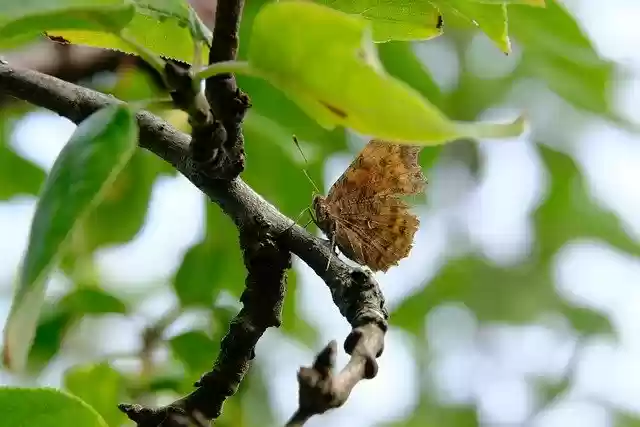 Kostenloser Download Komma Schmetterling Ast Baum Pflanze kostenloses Bild zur Bearbeitung mit dem kostenlosen Online-Bildeditor GIMP