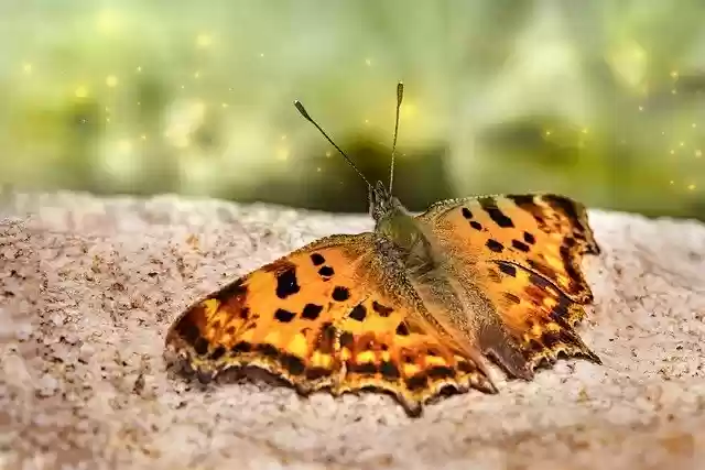 Free download comma butterfly rock free picture to be edited with GIMP free online image editor