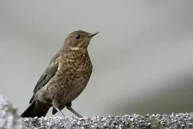 Free download common blackbird bird young animal free picture to be edited with GIMP free online image editor