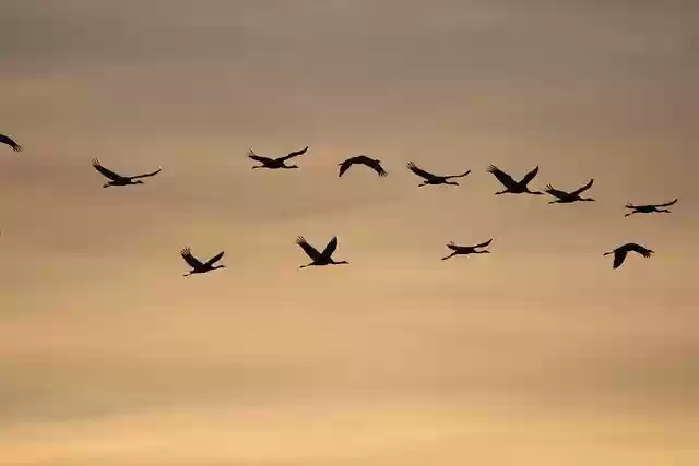 Free download common cranes sunrise birds nature free picture to be edited with GIMP free online image editor
