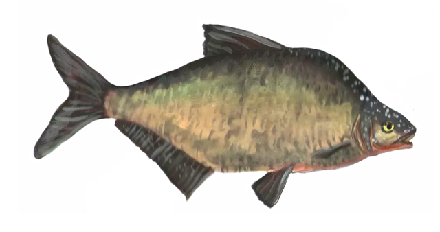 Free download Common Fish Drawn -  free illustration to be edited with GIMP free online image editor