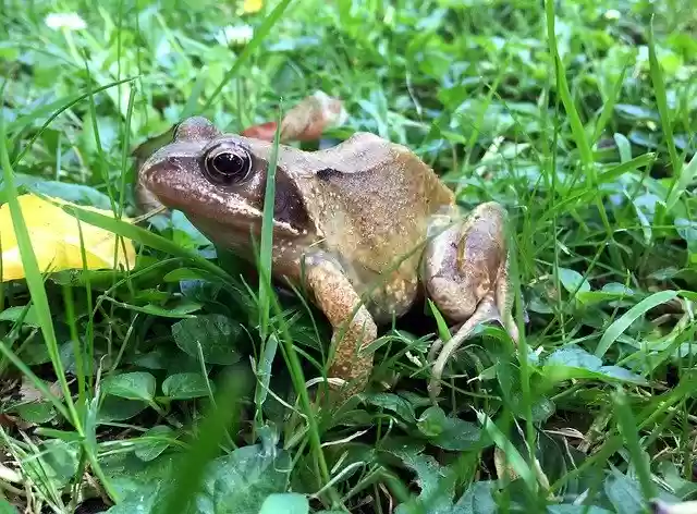 Free download Common Frog Rana Temporaria Nature -  free photo or picture to be edited with GIMP online image editor